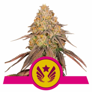 Legendary OG Punch USA Premium Fem