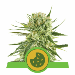 Royal Cookies Auto USA Premium