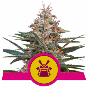Royal Cookies USA Premium Fem