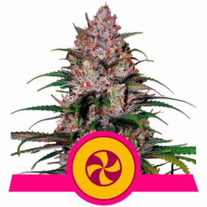 Sweet ZZ USA Premium Fem