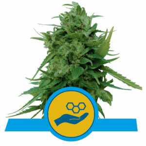Solomatic CBD