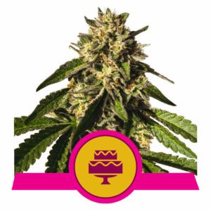Wedding Gelato USA Premium Fem
