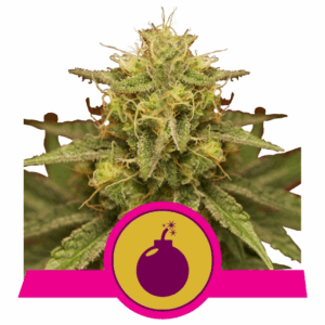 Royal Domina Fem