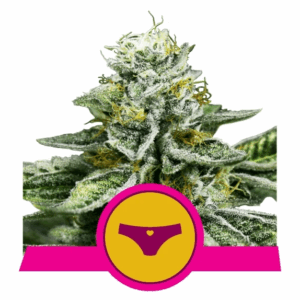 Sherbet Queen USA Premium Fem