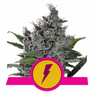 North Thunderfuck USA Premium Fem