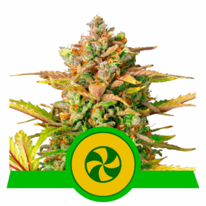 Sweet ZZ Auto USA Premium