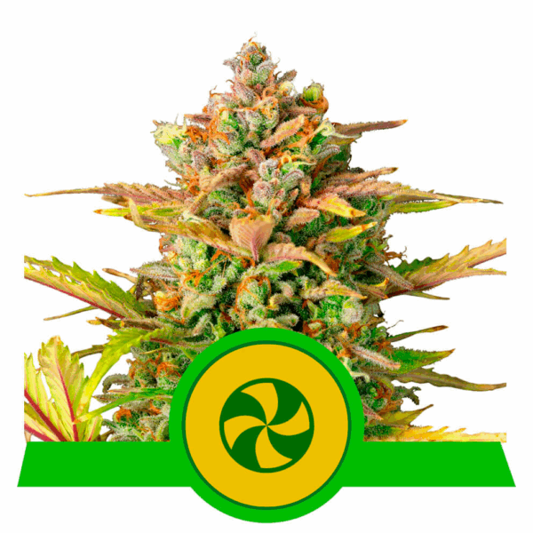 Sweet ZZ Auto USA Premium