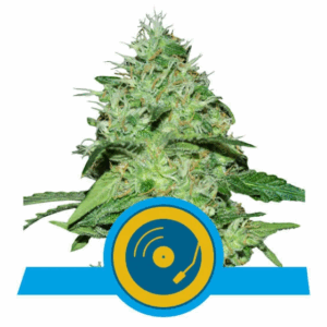 Joanne's CBD Fem