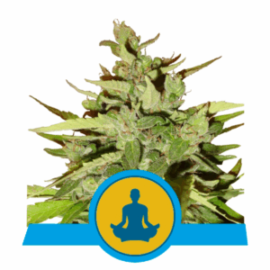 Stress Killer Auto CBD