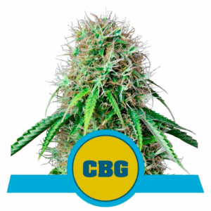 Royal CBG Auto CBD