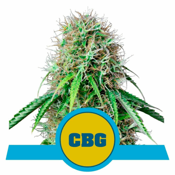 Royal CBG Auto CBD