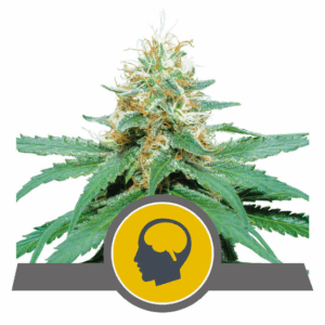 Amnesia Haze Reg