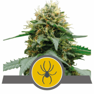 White Widow Reg