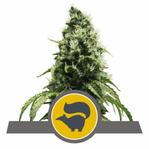 Skunk XL Reg