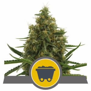 Shining Silver Haze Reg
