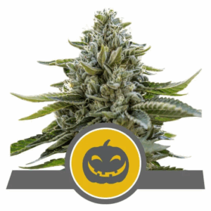 Pumpkin Kush Reg