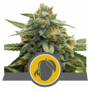 Mango Crunch Reg