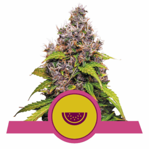 Watermelon USA Premium Fem