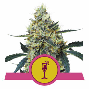 Mimosa USA Premium Fem