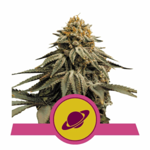 Royal Skywalker USA Premium Fem