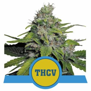 Royal THCV Fem