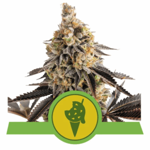 Cookies Gelato Auto USA Premium