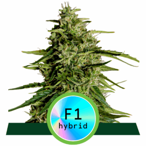 Milky Way F1 Auto