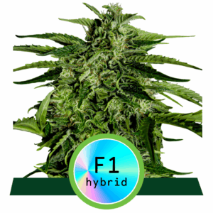 Apollo F1 Auto