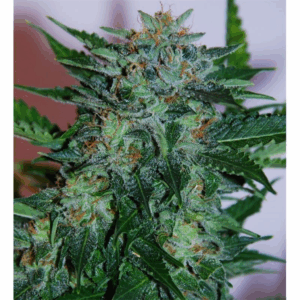 Flash Babylon Auto