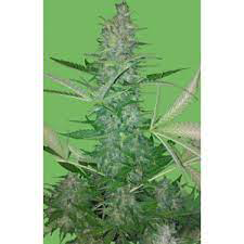 Big Low Auto