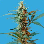 Nordika ( Sativa Auto)