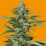 Hindiana (Hindu Kush Auto)