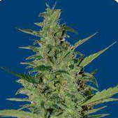 Sol Haze Auto