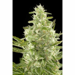 Auto Critical 5Und