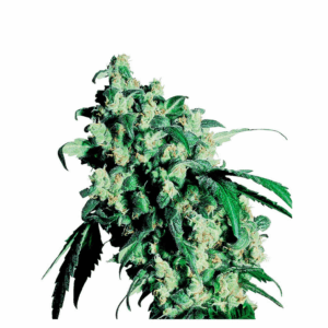 Super Skunk 10Und Reg.