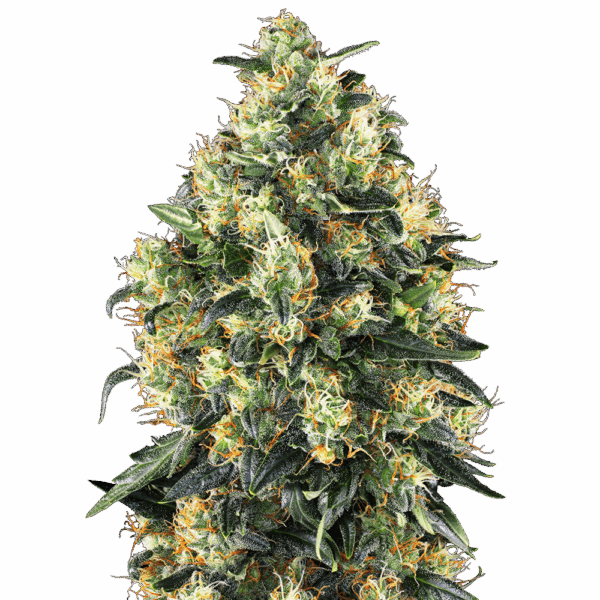 Super Skunk Auto