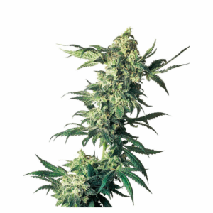 Northern Lights Fem