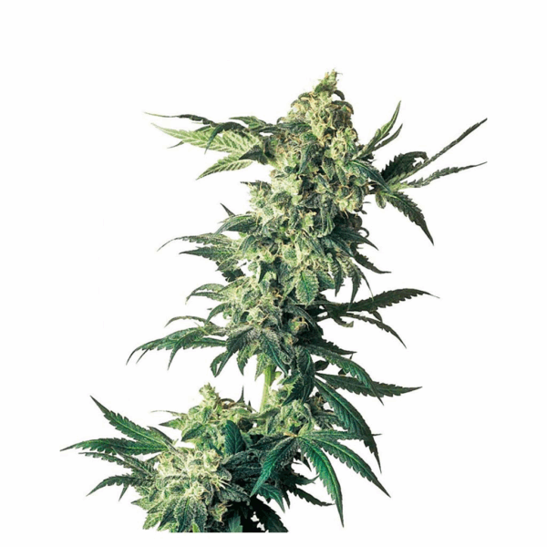 Northern Lights Fem