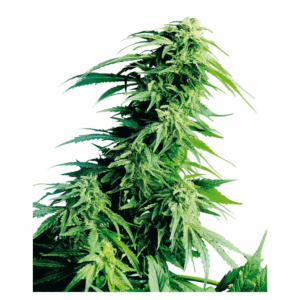 Hindu Kush Fem