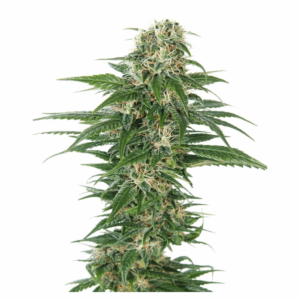 Early Skunk Auto