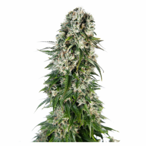 Big Bud Auto