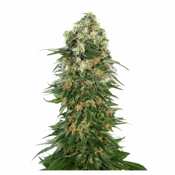 Shiva Skunk Auto