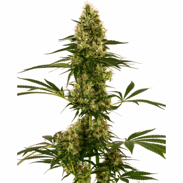 #119 Auto