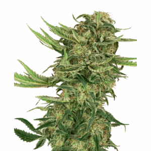 N13 Kush Fem