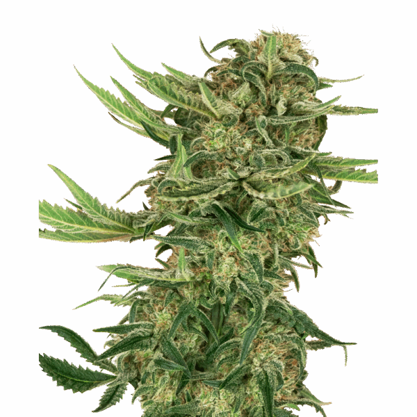 N13 Kush Fem
