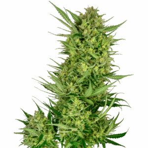 Buttercream Gelato Fem