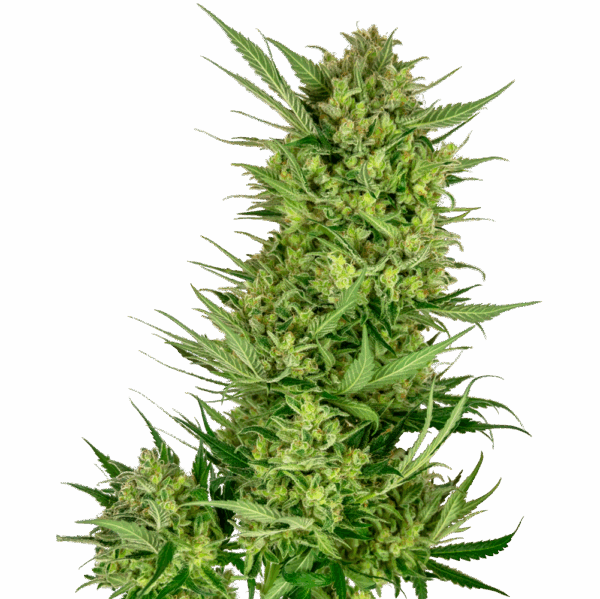 Buttercream Gelato Fem