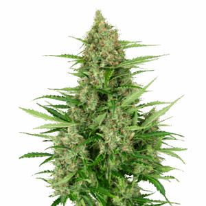 Double Kush Cake Auto