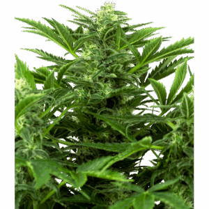 Mandarine Punch Auto