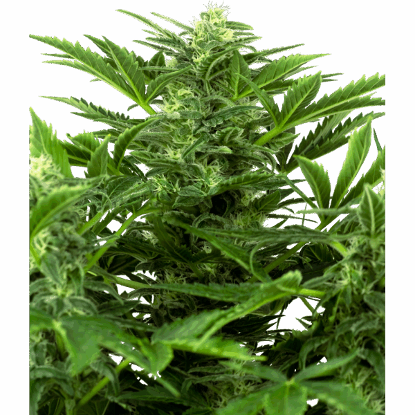 Mandarine Punch Auto